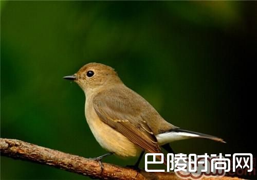 黄眉柳莺 黄眉柳莺