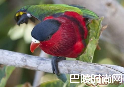 黑顶吸蜜鹦鹉 黑顶吸蜜鹦鹉