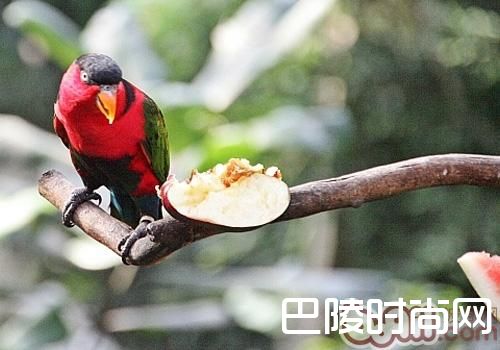 黑顶吸蜜鹦鹉 黑顶吸蜜鹦鹉