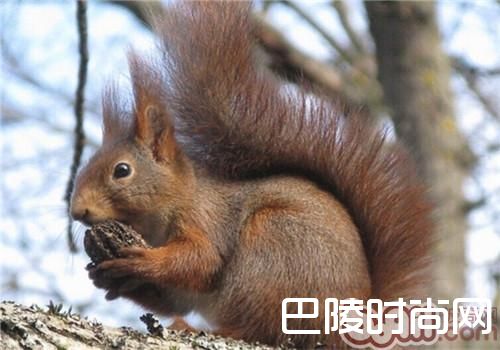 欧洲红松鼠