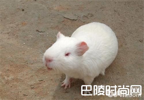 缎毛白色凤冠天竺鼠 缎毛白色凤冠天竺鼠