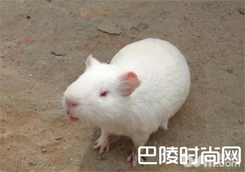 缎毛白色凤冠天竺鼠
