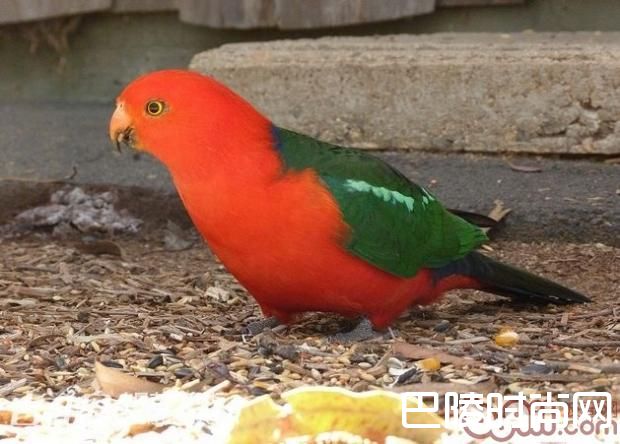 澳洲国王鹦鹉