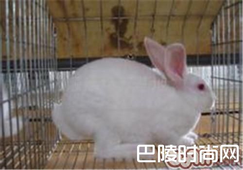 日本大耳兔 日本大耳兔