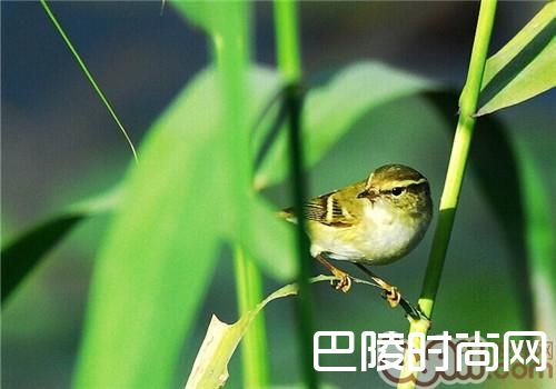 黄眉柳莺 黄眉柳莺