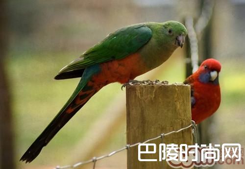 澳洲国王鹦鹉