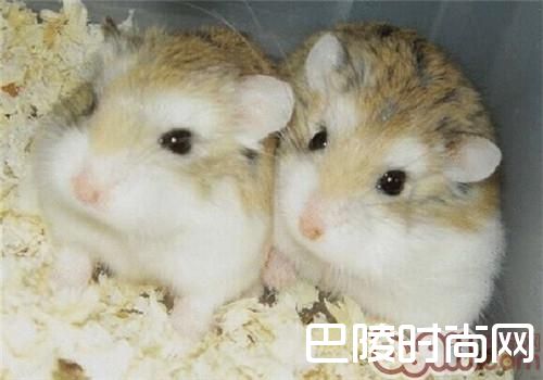 老公公仓鼠 老公公仓鼠