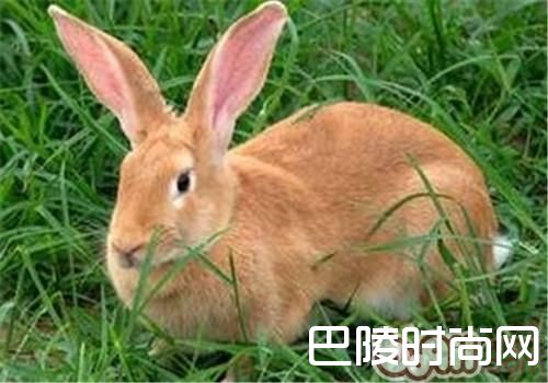 豫丰黄兔 豫丰黄兔