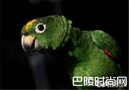 帝王亚马逊鹦鹉 帝王亚马逊鹦鹉