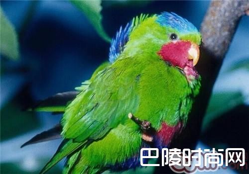 蓝冠吸蜜鹦鹉 蓝冠吸蜜鹦鹉