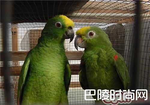 黄冠亚马逊鹦鹉 黄冠亚马逊鹦鹉