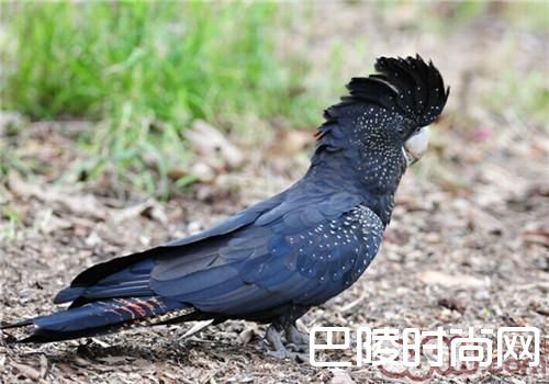 红尾黑凤头鹦鹉