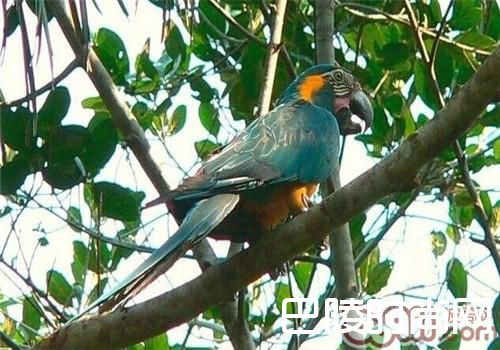 蓝喉金刚鹦鹉