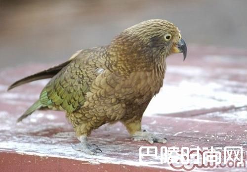 啄羊鹦鹉 啄羊鹦鹉