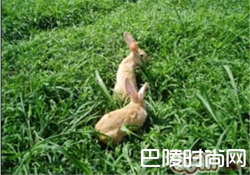 福建黄兔 福建黄兔