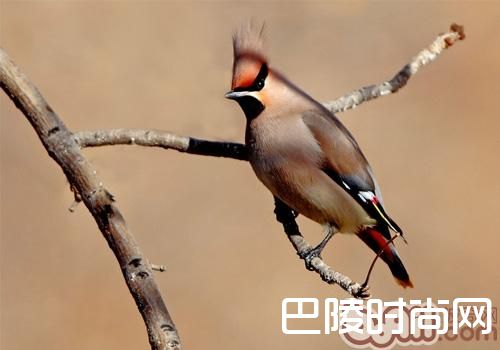 小太平鸟 小太平鸟