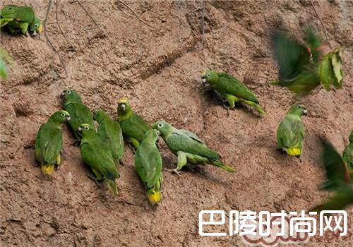 黄冠亚马逊鹦鹉 黄冠亚马逊鹦鹉