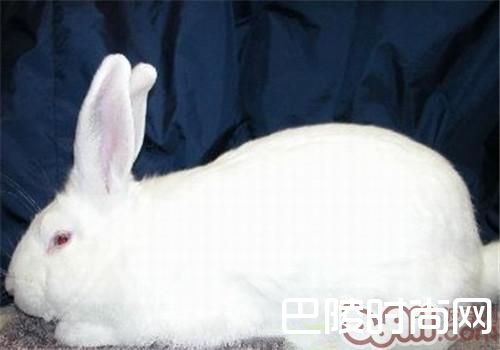 比华伦兔 比华伦兔