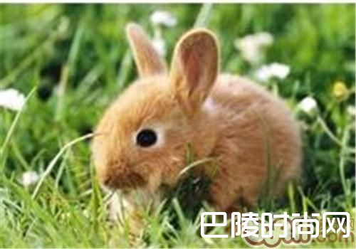 福建黄兔 福建黄兔