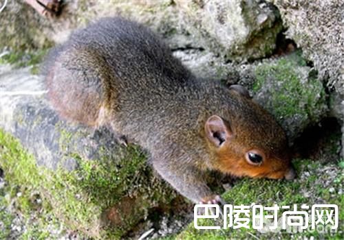 长吻松鼠 长吻松鼠