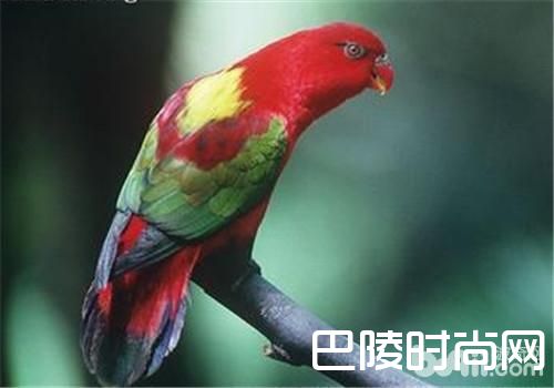 喋喋吸蜜鹦鹉