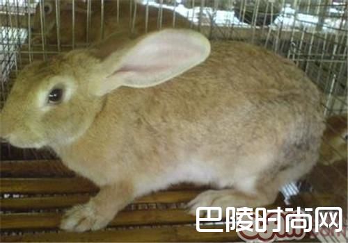 豫丰黄兔 豫丰黄兔