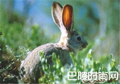 塔里木兔 塔里木兔