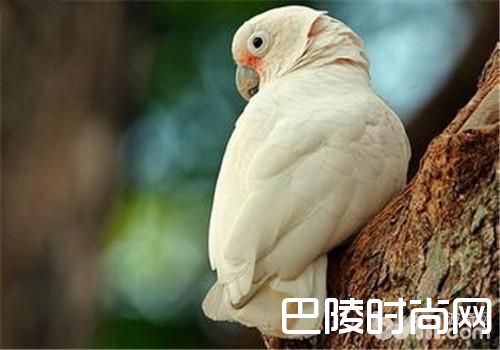 戈芬氏凤头鹦鹉