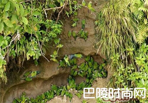 灰头锥尾鹦鹉 灰头锥尾鹦鹉