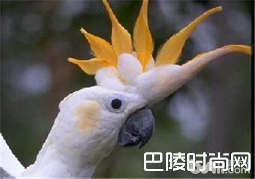 杜可波氏凤头鹦鹉 杜可波氏凤头鹦鹉