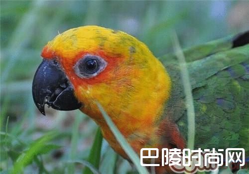 珍达锥尾鹦鹉 珍达锥尾鹦鹉