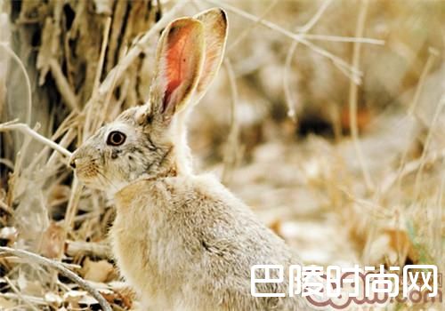 塔里木兔 塔里木兔