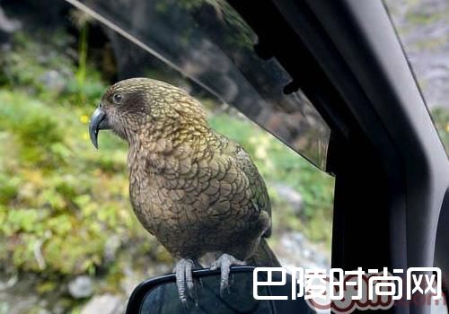 啄羊鹦鹉 啄羊鹦鹉