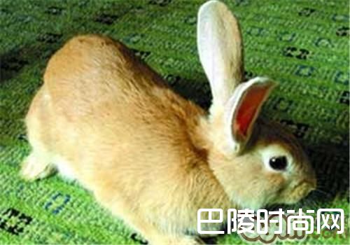 福建黄兔 福建黄兔