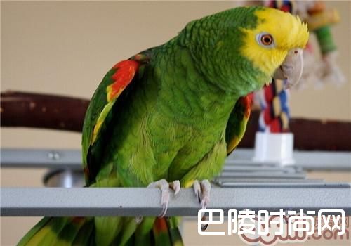 绿颊亚马逊鹦鹉 绿颊亚马逊鹦鹉