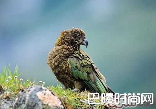 啄羊鹦鹉 啄羊鹦鹉