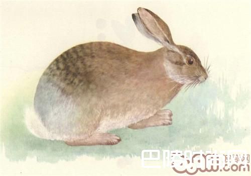 灰尾兔 灰尾兔