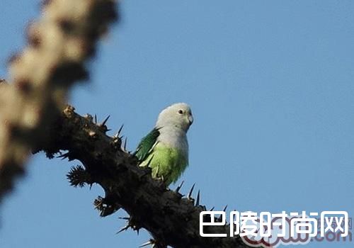 马达加斯加爱情鸟