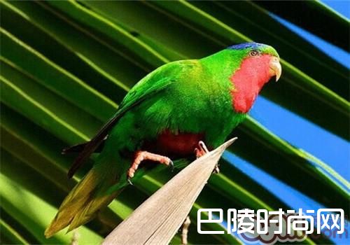 蓝冠吸蜜鹦鹉
