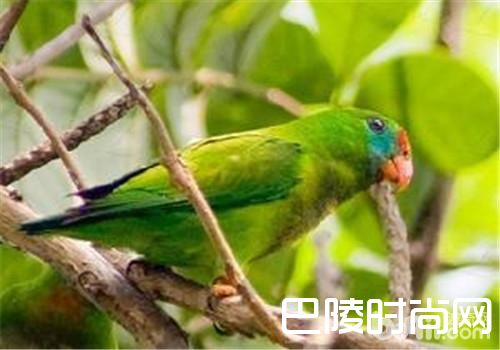 菲律宾悬吊鹦鹉