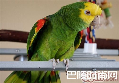 黄冠亚马逊鹦鹉 黄冠亚马逊鹦鹉
