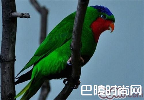 蓝冠吸蜜鹦鹉 蓝冠吸蜜鹦鹉