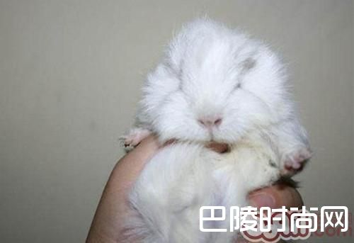白色黑眼天竺鼠 白色黑眼天竺鼠