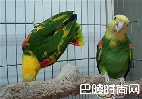 绿颊亚马逊鹦鹉 绿颊亚马逊鹦鹉