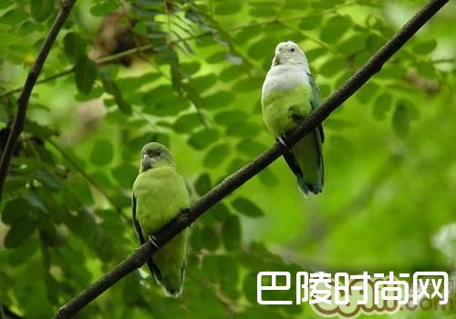 马达加斯加爱情鸟 马达加斯加爱情鸟