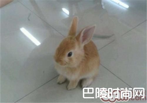 柏鲁美路兔 柏鲁美路兔