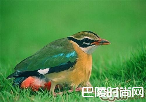 蓝翅八色鸫 蓝翅八色鸫