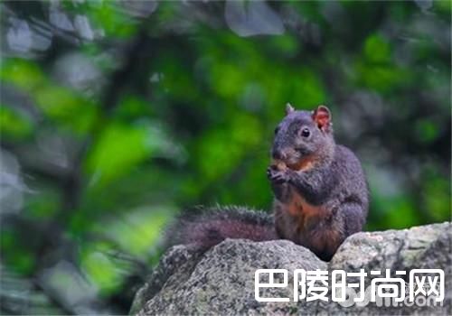 长吻松鼠 长吻松鼠