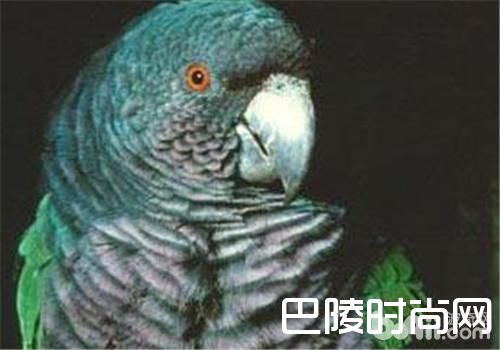 帝王亚马逊鹦鹉 帝王亚马逊鹦鹉