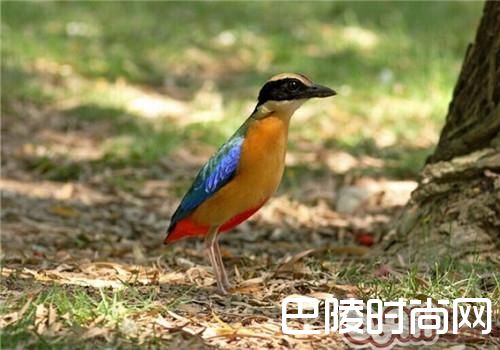 蓝翅八色鸫 蓝翅八色鸫